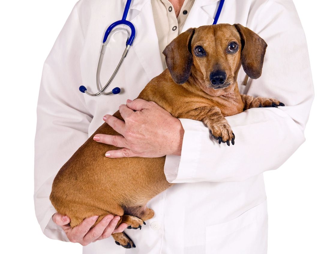 Veterinario con cane