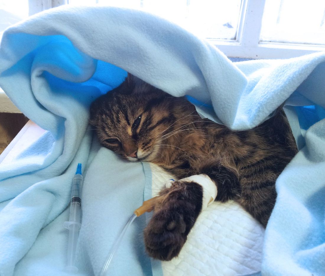 Degenza gatto