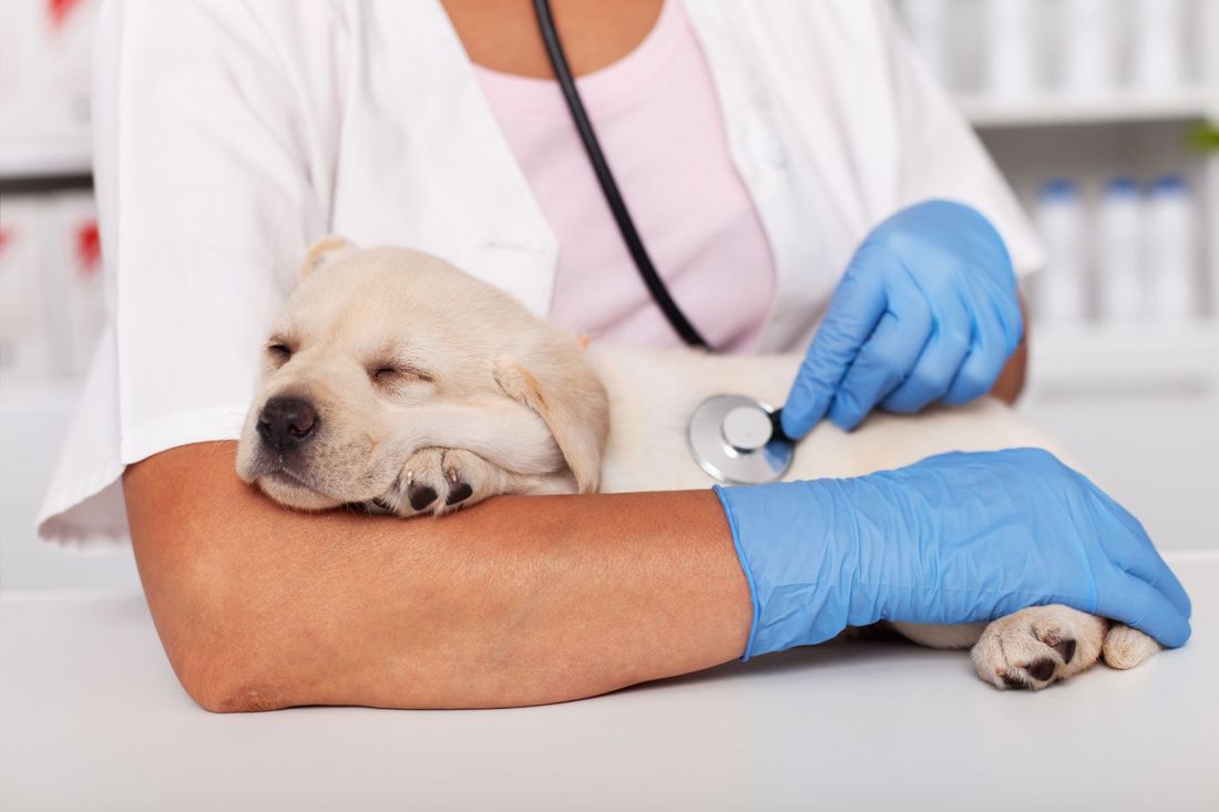 Veterinario e un cane