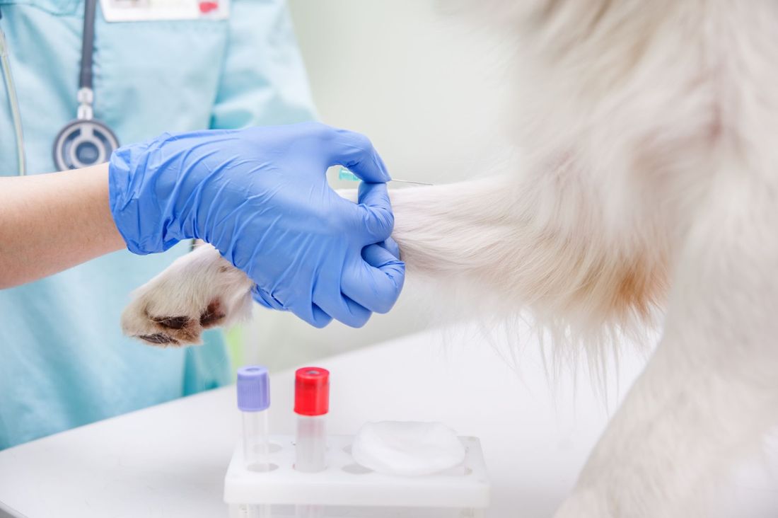 Visita veterinaria