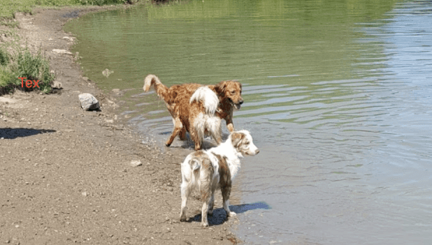 dogs playing in water