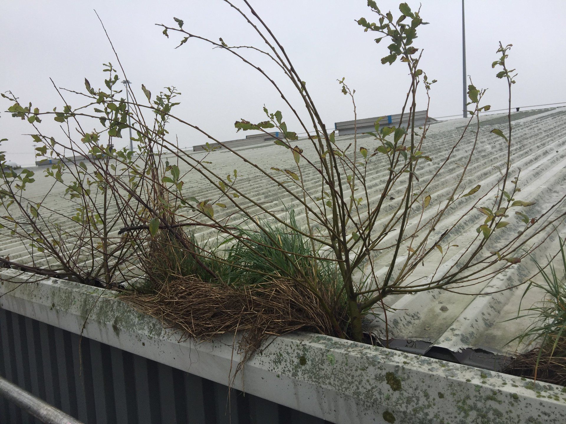 Filthy commercial guttering