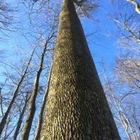 Looking up at a tall tree in the woods with a blue sky in the background.