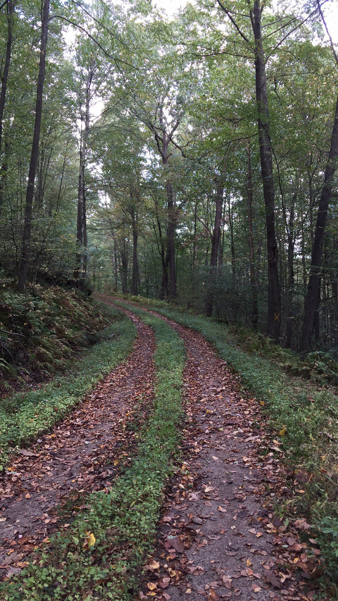 A dirt road in the middle of a forest covered in leaves.