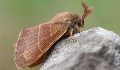 Moth On Rock — Palm Harbor, FL — Atlantic Pest Control and Lawn Spraying Inc Moth On Rock — Palm Harbor, FL — Atlantic Pest Control and Lawn Spraying Inc