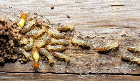 Termites Eating A Block Of Wood — Palm Harbor, FL — Atlantic Pest Control and Lawn Spraying Inc