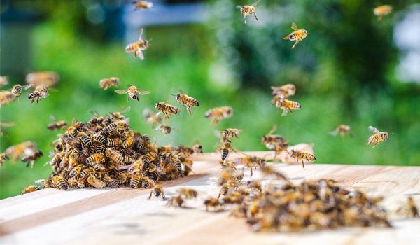 Swarm Of Bees — Palm Harbor, FL — Atlantic Pest Control and Lawn Spraying Inc Swarm Of Bees — Palm Harbor, FL — Atlantic Pest Control and Lawn Spraying Inc