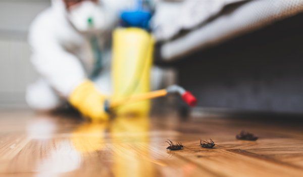 Spraying Insecticide To Cockroaches — Palm Harbor, FL — Atlantic Pest Control and Lawn Spraying Inc Spraying Insecticide To Cockroaches — Palm Harbor, FL — Atlantic Pest Control and Lawn Spraying Inc