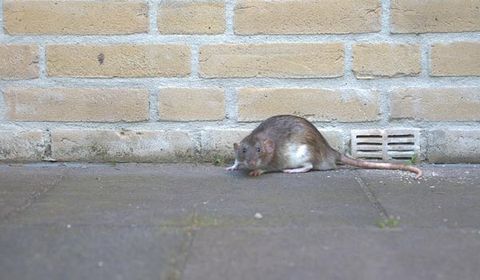 A Mouse — Palm Harbor, FL — Atlantic Pest Control and Lawn Spraying Inc A Mouse — Palm Harbor, FL — Atlantic Pest Control and Lawn Spraying Inc
