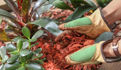 Worker Doing Lawn Mulching — Palm Harbor, FL — Atlantic Pest Control and Lawn Spraying Inc Worker Doing Lawn Mulching — Palm Harbor, FL — Atlantic Pest Control and Lawn Spraying Inc