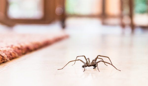 Spider In Residential House — Palm Harbor, FL — Atlantic Pest Control and Lawn Spraying Inc Spider In Residential House — Palm Harbor, FL — Atlantic Pest Control and Lawn Spraying Inc