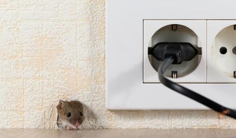 A Mouse Peeking In A Hole — Palm Harbor, FL — Atlantic Pest Control and Lawn Spraying Inc A Mouse Peeking In A Hole — Palm Harbor, FL — Atlantic Pest Control and Lawn Spraying Inc