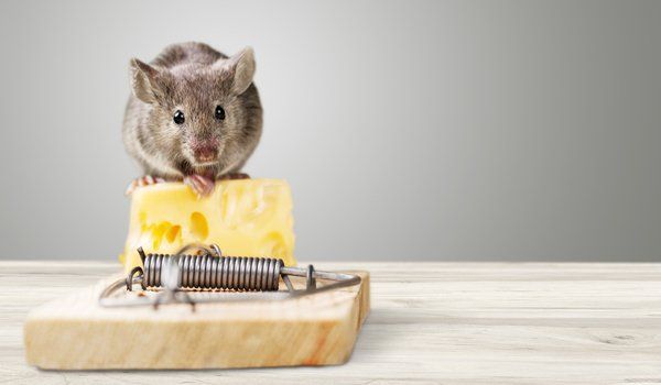 Rat And Cheese On Mouse Trap — Palm Harbor, FL — Atlantic Pest Control and Lawn Spraying Inc Rat And Cheese On Mouse Trap — Palm Harbor, FL — Atlantic Pest Control and Lawn Spraying Inc