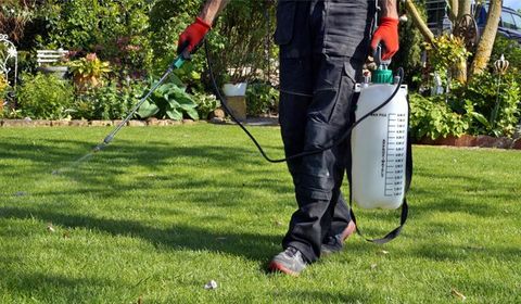 Spraying Pesticide On Grass Lawn — Palm Harbor, FL — Atlantic Pest Control and Lawn Spraying Inc Spraying Pesticide On Grass Lawn — Palm Harbor, FL — Atlantic Pest Control and Lawn Spraying Inc