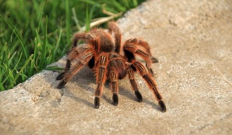 Large Tarantula In Garden — Palm Harbor, FL — Atlantic Pest Control and Lawn Spraying Inc Large Tarantula In Garden — Palm Harbor, FL — Atlantic Pest Control and Lawn Spraying Inc