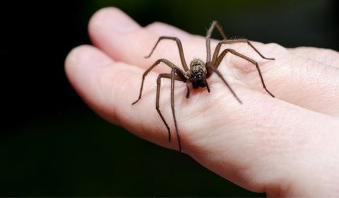 Spider On A Person's Hand — Palm Harbor, FL — Atlantic Pest Control and Lawn Spraying Inc Spider On A Person's Hand — Palm Harbor, FL — Atlantic Pest Control and Lawn Spraying Inc