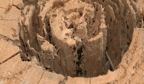 Ants On Tree Stump — Palm Harbor, FL — Atlantic Pest Control and Lawn Spraying Inc Ants On Tree Stump — Palm Harbor, FL — Atlantic Pest Control and Lawn Spraying Inc