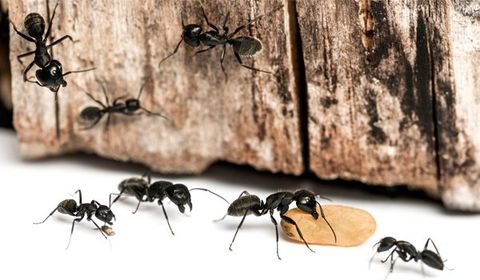 Ants Carrying Food — Palm Harbor, FL — Atlantic Pest Control and Lawn Spraying Inc Ants Carrying Food — Palm Harbor, FL — Atlantic Pest Control and Lawn Spraying Inc