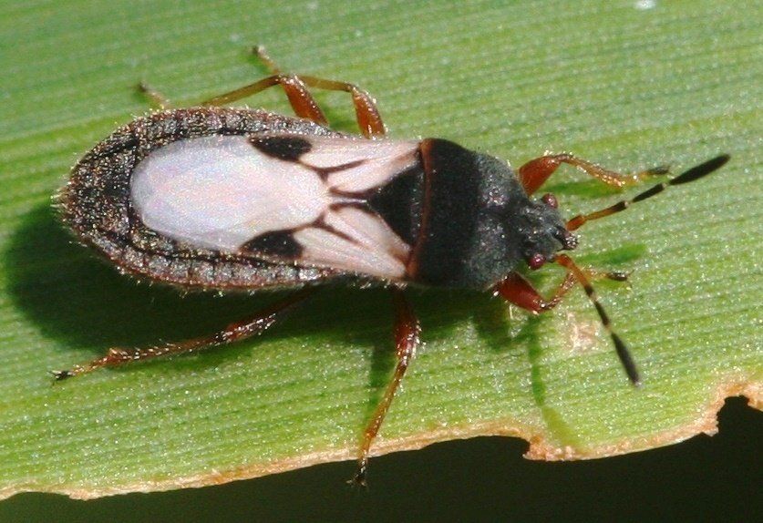 Insecticide Spray — Palm Harbor, FL — Atlantic Pest Control and Lawn Spraying Inc