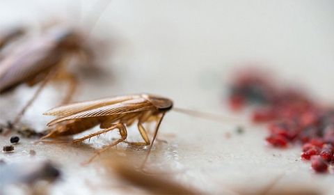 German Roach — Palm Harbor, FL — Atlantic Pest Control and Lawn Spraying Inc