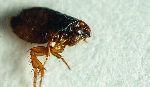 Fleas — Palm Harbor, FL — Atlantic Pest Control and Lawn Spraying Inc