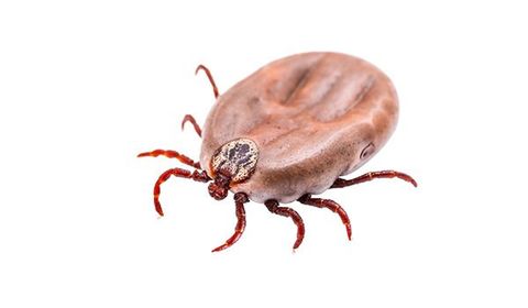 Tick — Palm Harbor, FL — Atlantic Pest Control and Lawn Spraying Inc