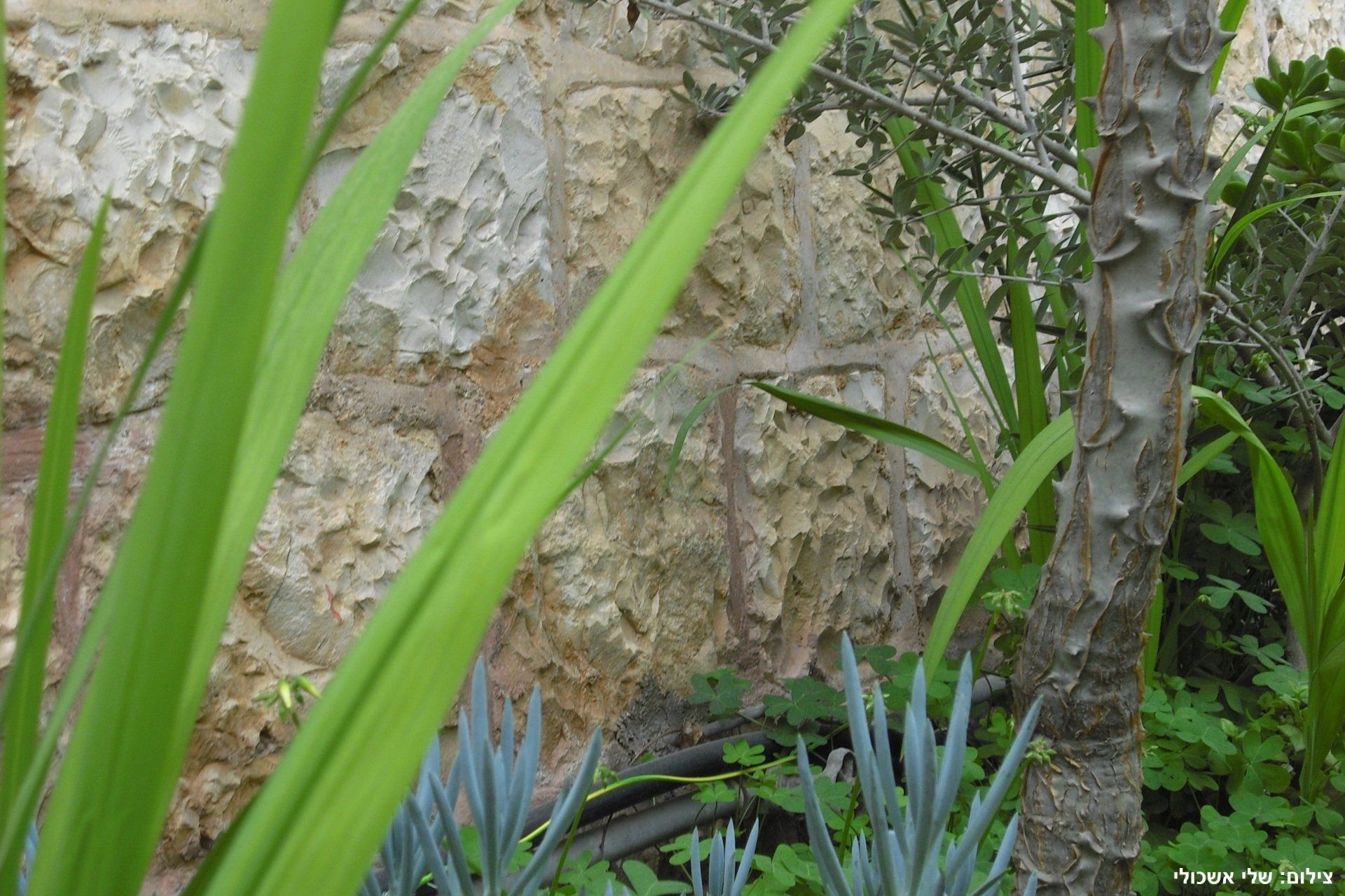 Green plants frame a textured beige stone wall. A small tree with a patterned trunk is visible.