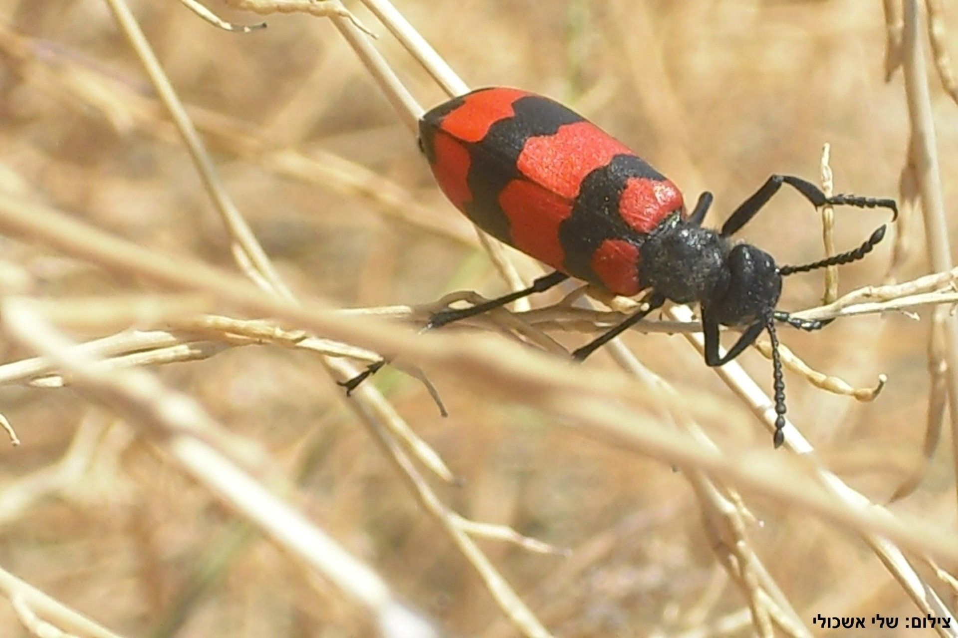 Red and black blister beetle on dry, tan grass.