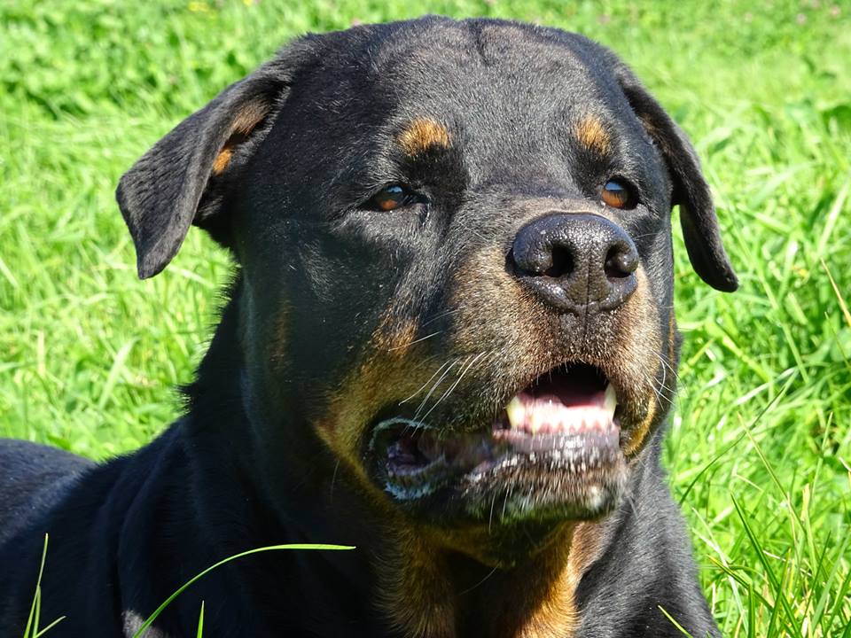 Fiero van Angfiero - Rottweiler Kennel Angfiero
