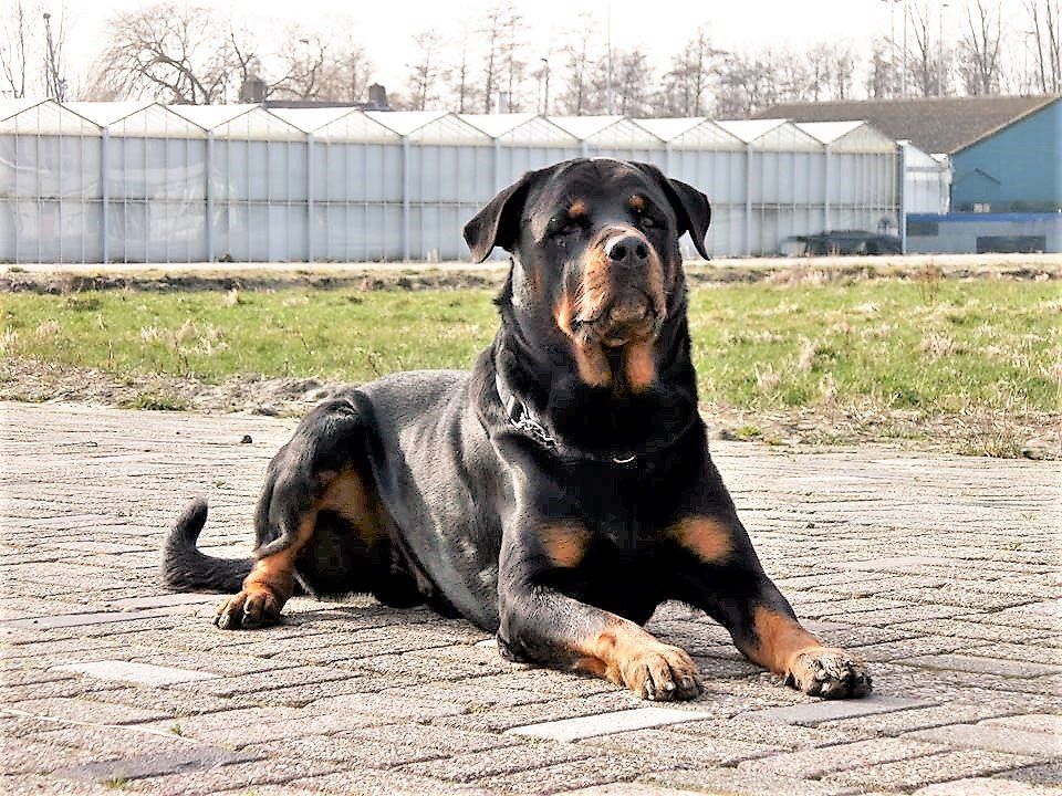Fiero van Angfiero - Rottweiler Kennel Angfiero