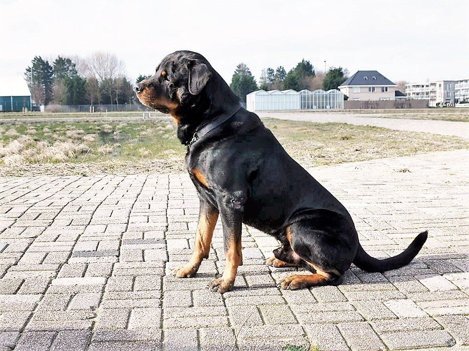 Fiero van Angfiero - Rottweiler Kennel Angfiero