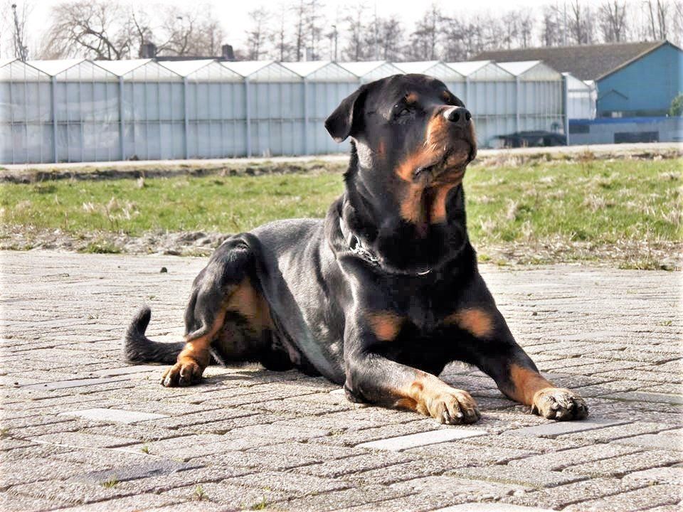 Fiero van Angfiero - Rottweiler Kennel Angfiero