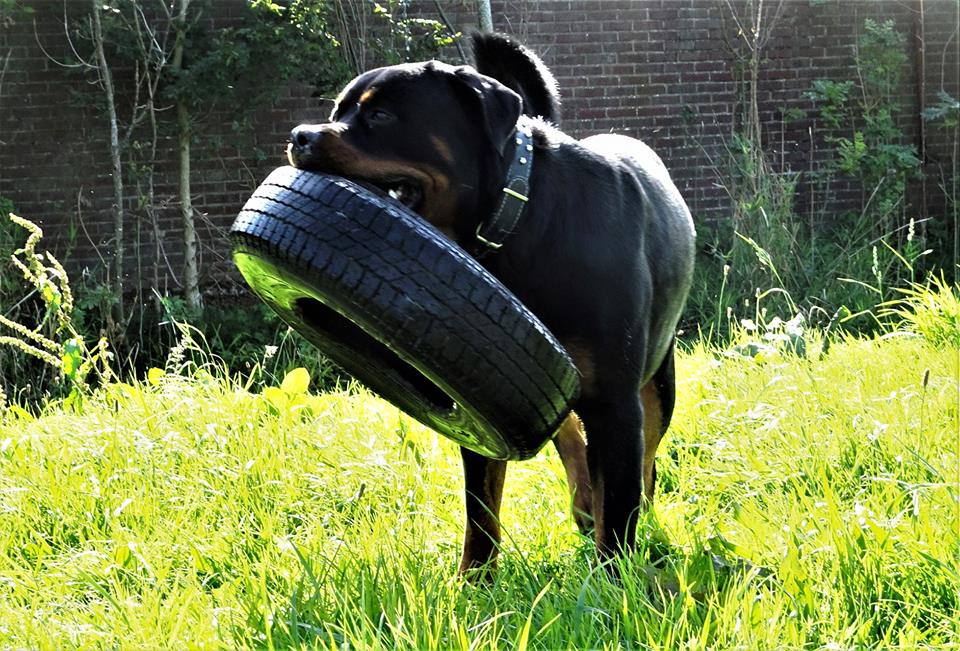 Rottweiler trainingen