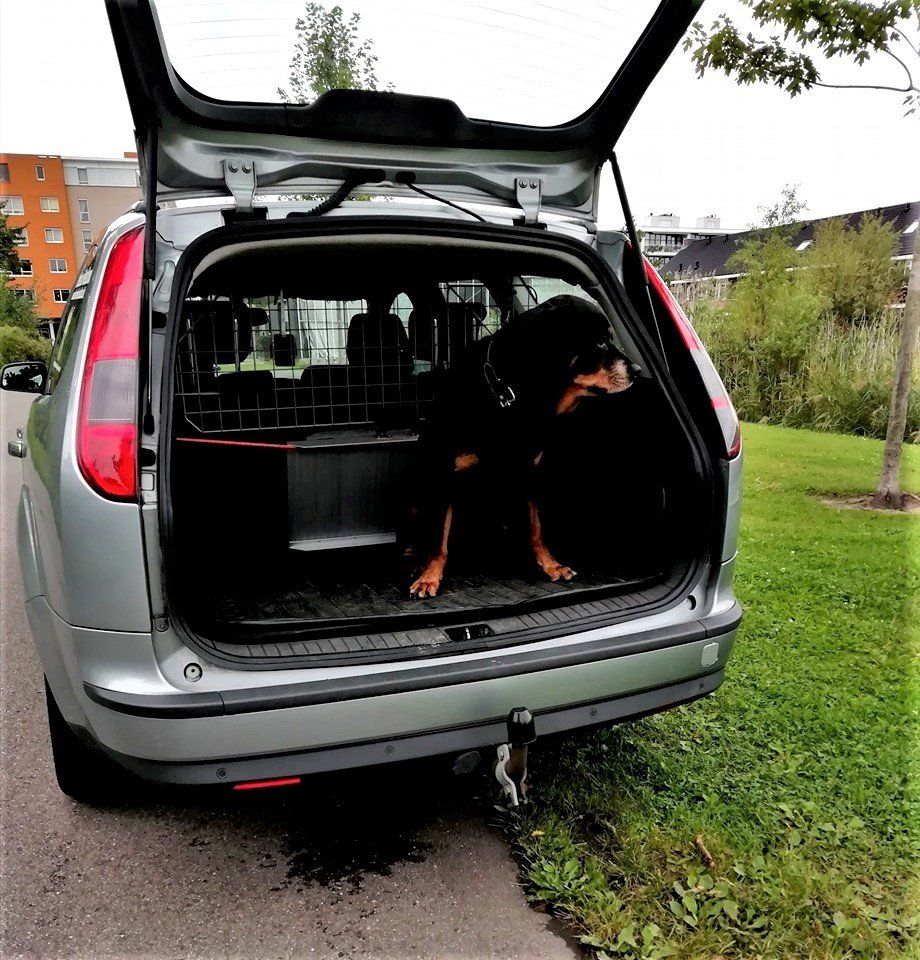 Dierentaxi Westland Rottweiler in taxi
