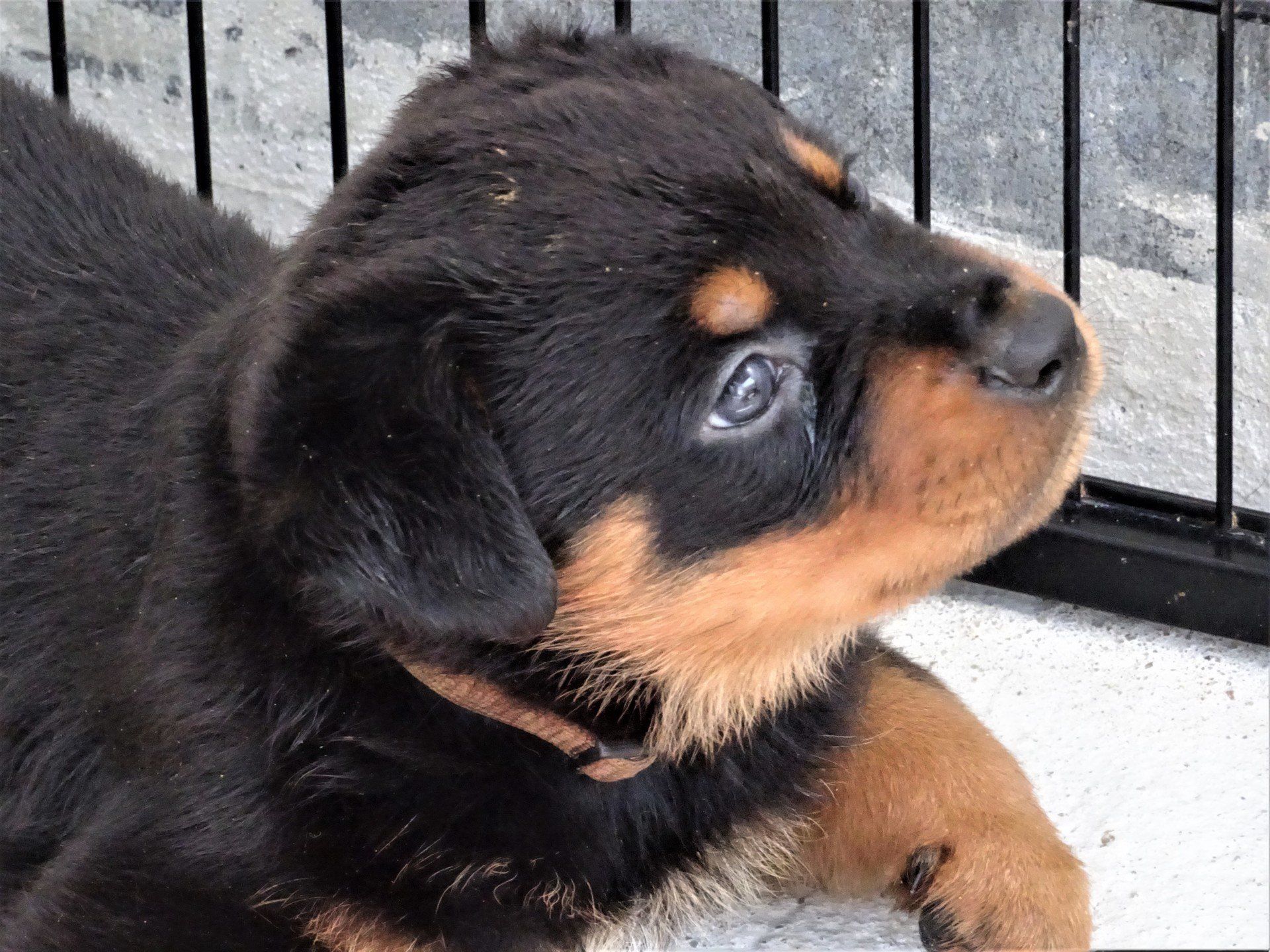 Rottweiler pup hondenschool