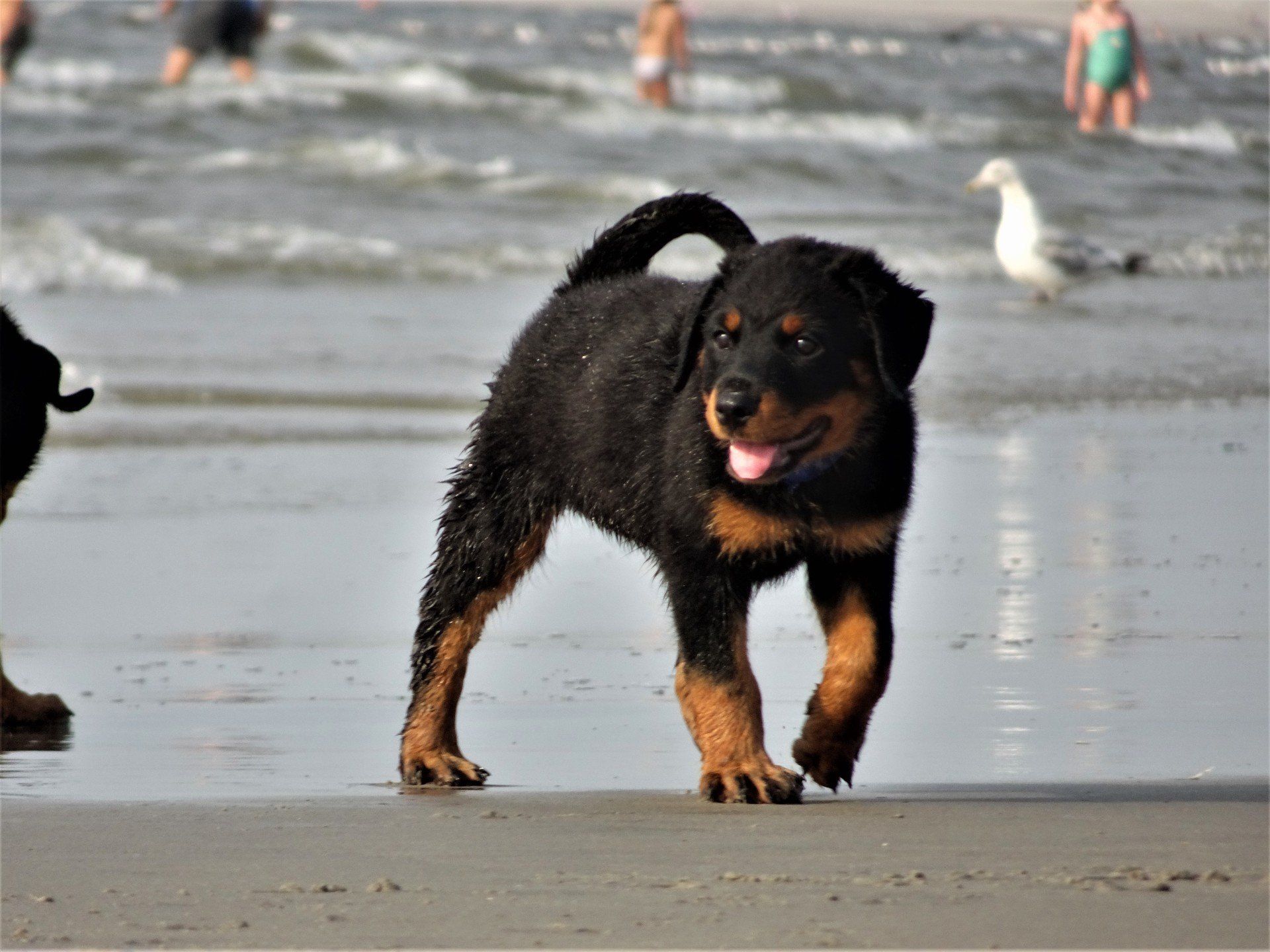 De 7 tips van Bazoeki waar je aan moet denken bij de aanschaf van een hond