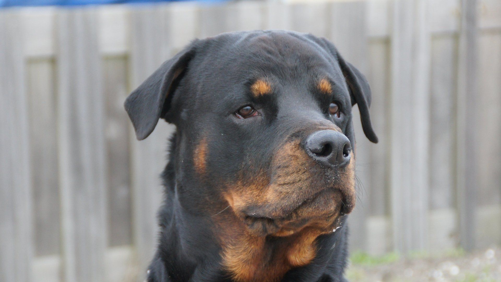 Fiero van Angfiero - Rottweiler Kennel Angfiero