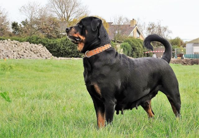 Ziva van Angfiero - Rottweiler