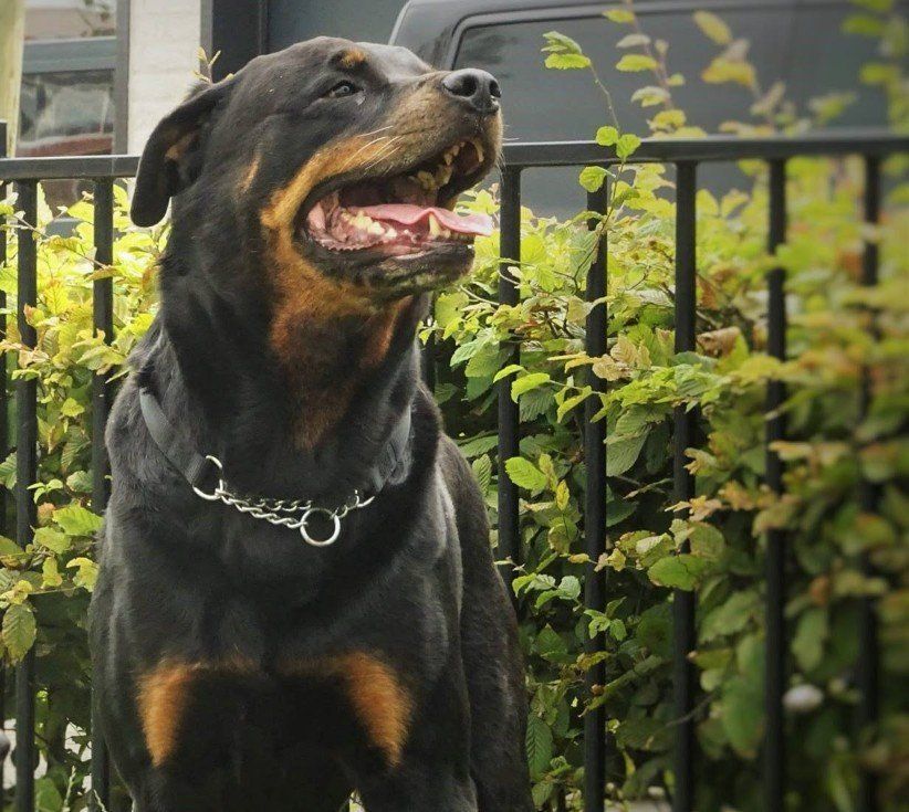 Fiero van Angfiero - Rottweiler Kennel Angfiero