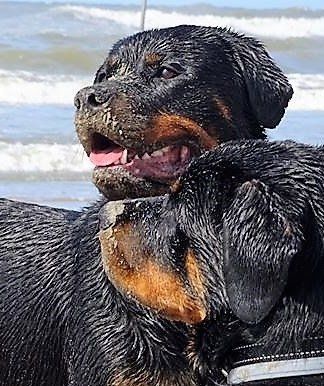 Rangorde en roedelregels bij de Rottweiler