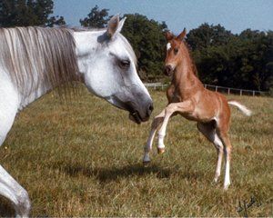 Our 100-acre horse facility at Hacienda Del S-Par Arabians Equine Center has been created with a safe, comfortable and stress-free environment uppermost in our minds.