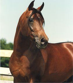 All of the horses here are surrounded by people who have devoted themselves to providing the best care, love, fair discipline and training possible. All of the horses here are surrounded by people who have devoted themselves to providing the best care, love, fair discipline and training possible.