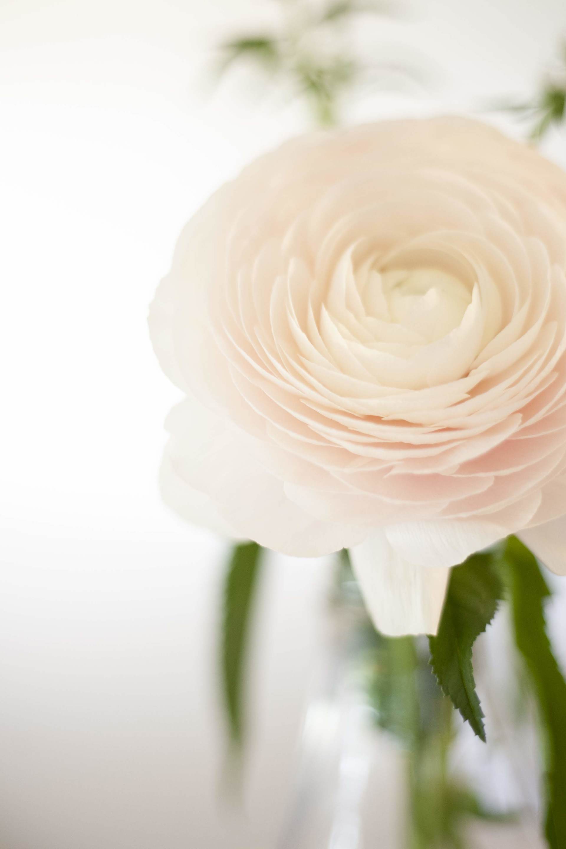 Pale cream ranunculus bloom with green leaves in a soft, bright setting