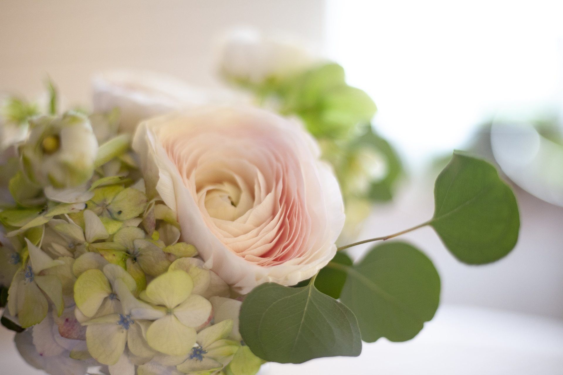 Soft pink rose and pale hydrangea bouquet with green leaves in gentle light