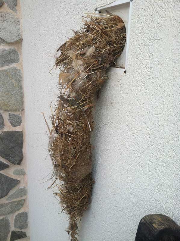 Bird's nest inside dryer vent