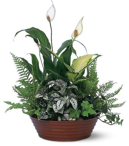 Dish Garden, Funeral & Cemetery Arrangements in Ballston Spa, NY