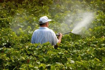 Bug Killing — Pest Control in Danville, VA