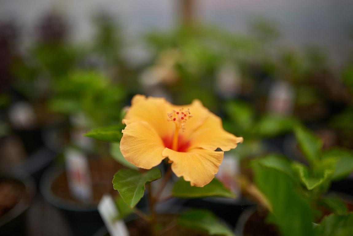 Flower photo