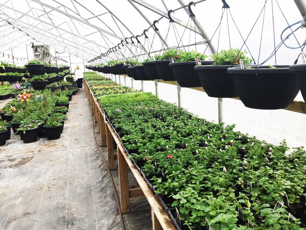 Greenhouse photo
