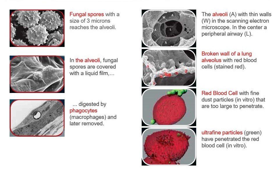 What nanoparticles will do to the human body